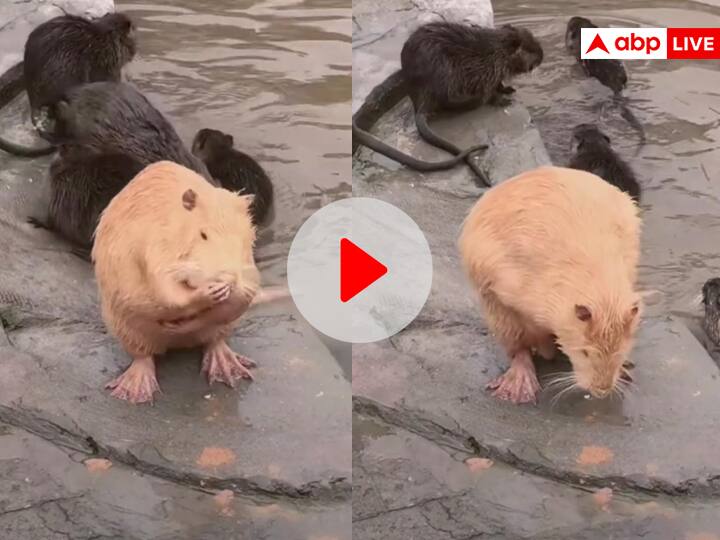 Funny Video: इंसानों की तरह रगड़-रगड़ कर नहाता है ये बड़ा चूहा, नहीं यकीन तो खुद देख लो Hamster taking Bath like Human Surprised Internet Users Funny Viral Video On Social Media Funny Video: इंसानों की तरह रगड़-रगड़ कर नहाता है ये बड़ा चूहा, नहीं यकीन तो खुद देख लो