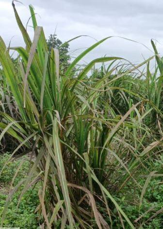 उसावर पांढरी माशीचा प्रादुर्भाव