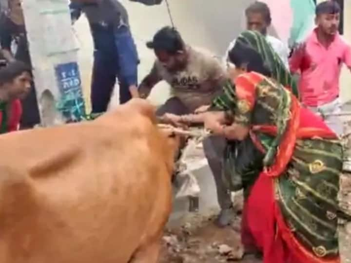 Vadodara CNCD team attacked by Women that went to catch stray cattle complaint filed Vadodara News: वडोदरा में आवारा मवेशियों को पकड़ने गई सीएनसीडी टीम पर महिलाओं ने किया हमला, शिकायत दर्ज