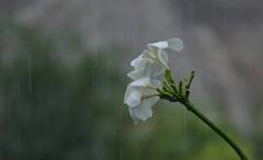 Monsoon Health Tips: ভিজে চুল, ভেজা জামা, বর্ষা মানেই হাজার রোগ, কী করবেন, কী করবেন না