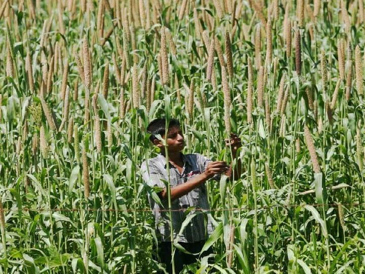 Scientific Solution of Phadka disease in Pearl millet crop to maintain Safety & production Alert! बाजरे की फसल पर बढ़ सकता है फड़का रोग का प्रकोप, लक्षण दिखने पर तुरंत करें ये वैज्ञानिक उपाय