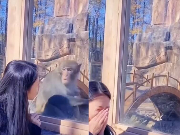 girl scares monkey by showing her face funny video goes viral Viral Video: முகத்தை அஷ்டகோணலாக்கி பயமுறுத்திய பெண்.. அலறி பயந்த குரங்கு... விஜய் சேதுபதியை மிஞ்சும் ரியாக்‌ஷன்!
