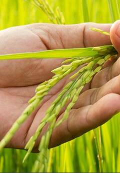 यंदा तांदळाचे विक्रमी उत्पादन होणार