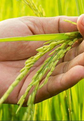 यंदा तांदळाचे विक्रमी उत्पादन होणार