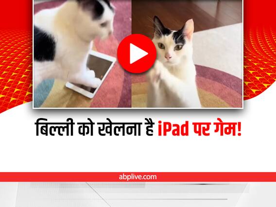 iPad पर गेम खेलते वक्त लॉक हो गई स्क्रीन, बिल्ली ने की वापस चालू करने की Cute अपील iPad पर गेम खेलते वक्त लॉक हो गई स्क्रीन, बिल्ली ने की वापस चालू करने की Cute अपील