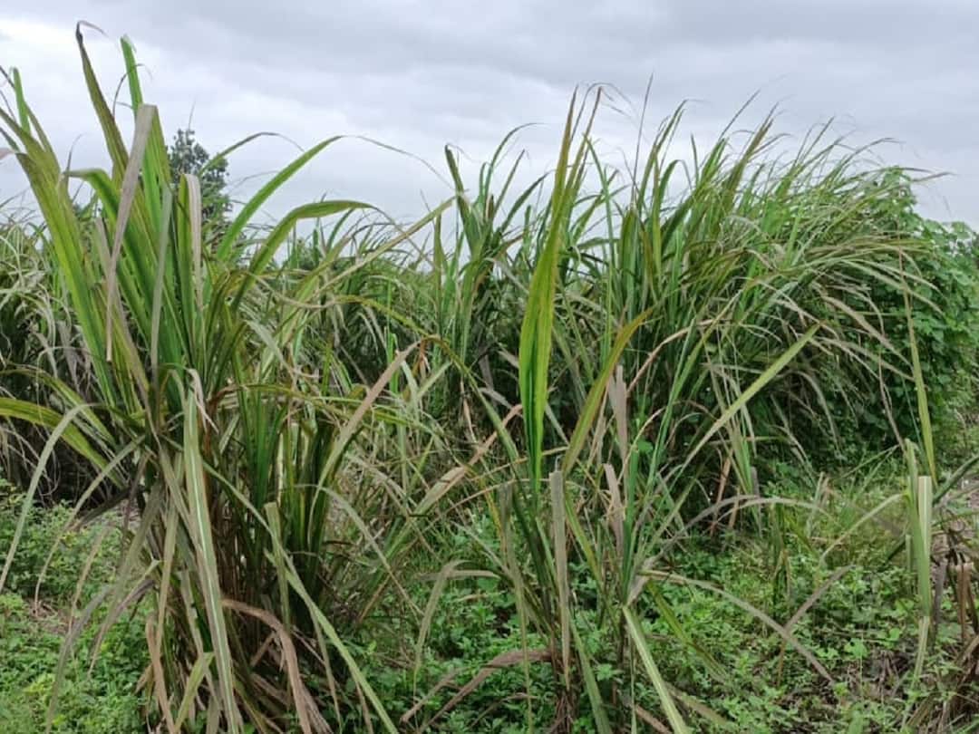 Sugarcane Infestation of whitefly on sugarcane in Jalgaon district Sugarcane News : जळगाव जिल्ह्यात उसावर पांढऱ्या माशीचा प्रादुर्भाव, ऊस उत्पादक शेतकरी संकटात