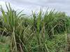 Sugarcane News : जळगाव जिल्ह्यात उसावर पांढऱ्या माशीचा प्रादुर्भाव, ऊस उत्पादक शेतकरी संकटात