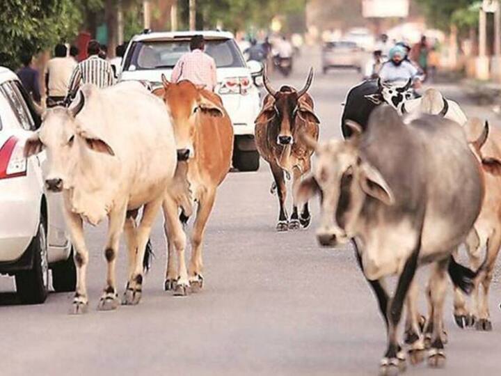 Gujarat Shelter home for stray cattle to be constructed government will invest 10 crore Rupees Gujarat News: गुजरात में आवारा मवेशियों के लिए आश्रय गृह का होगा निर्माण, सरकार 10 करोड़ रुपये करेगी निवेश