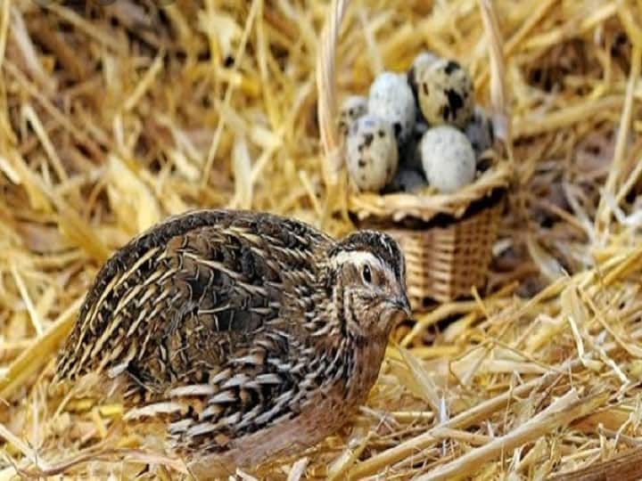 Quail the wild bird increases the profit of poultry farming by production 300 eggs per year Quail Farming: मुर्गी नहीं, ये जंगली पक्षी बढ़ाता पोल्ट्री फार्मिंग का मुनाफा, सालभर में देता है 300 अंडों का उत्पादन