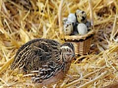 मुर्गी नहीं, ये जंगली पक्षी बढ़ाता पोल्ट्री फार्मिंग का मुनाफा, सालभर में देता है 300 अंडों का उत्पादन