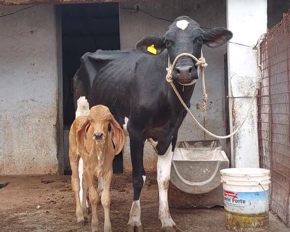 Cow News : दिलासादायक! संकरीत गायीच्या पोटी देशी गाय, राहुरी कृषी विद्यापीठाचा यशस्वी प्रयोग