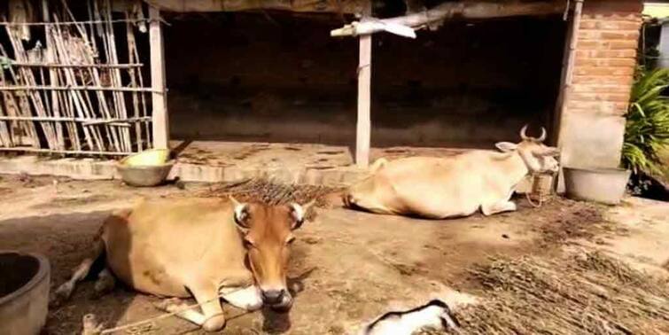 Cows Were Stolen From Bankura Village Amid Cow Smuggling Row Bankura News: রাতের অন্ধকারে গোয়াল থেকে চুরি ৮ টি গরু, পাচার নাকি? তোলপাড় বাঁকুড়ায়