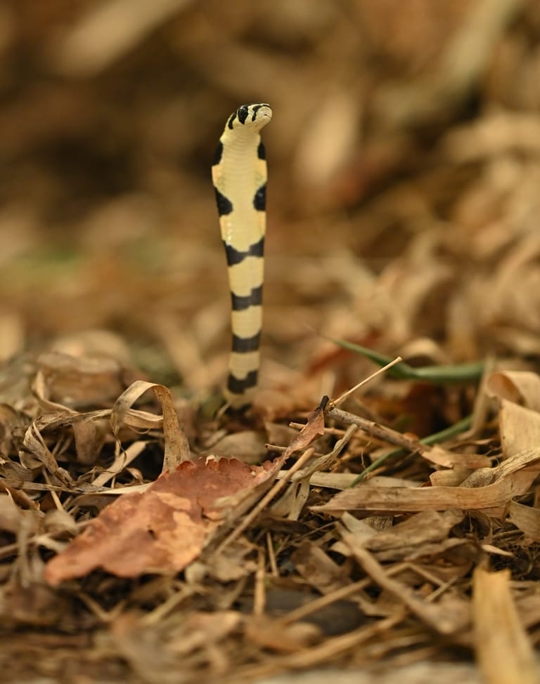 King Cobra Project : ప్రాజెక్టు కింగ్ కోబ్రా సక్సెస్, అనకాపల్లి అడవిలోకి 25 పాము పిల్లలు!