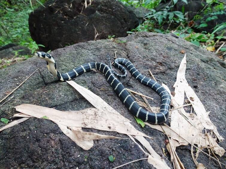 Anakapalli King cobra project 25 snakes released into forest DNN King Cobra Project : ప్రాజెక్టు కింగ్ కోబ్రా సక్సెస్, అనకాపల్లి అడవిలోకి 25 పాము పిల్లలు!
