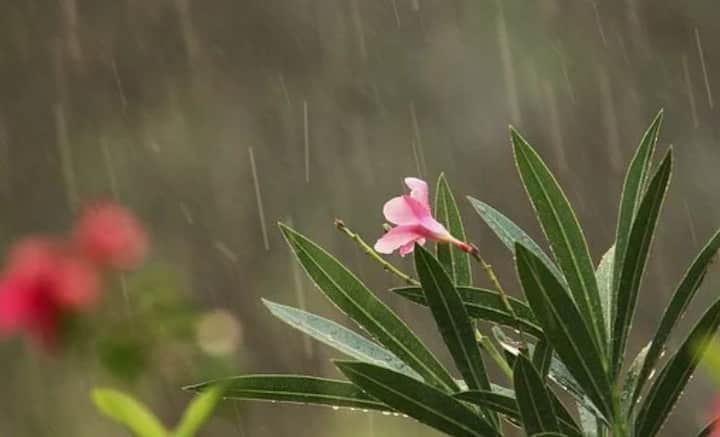 তার উপর বলিউডে বর্ষায় নিয়ে ভূরি ভূরি ছবি, গান। তাই মন আনচান করাই স্বাভাবিক। কিন্তু বর্ষা নিয়ে যতই রোম্যান্টিক হোন না কেন, এই ঋতুতেই অসুস্থতার হার বেড়ে যায় একধাক্কায়।