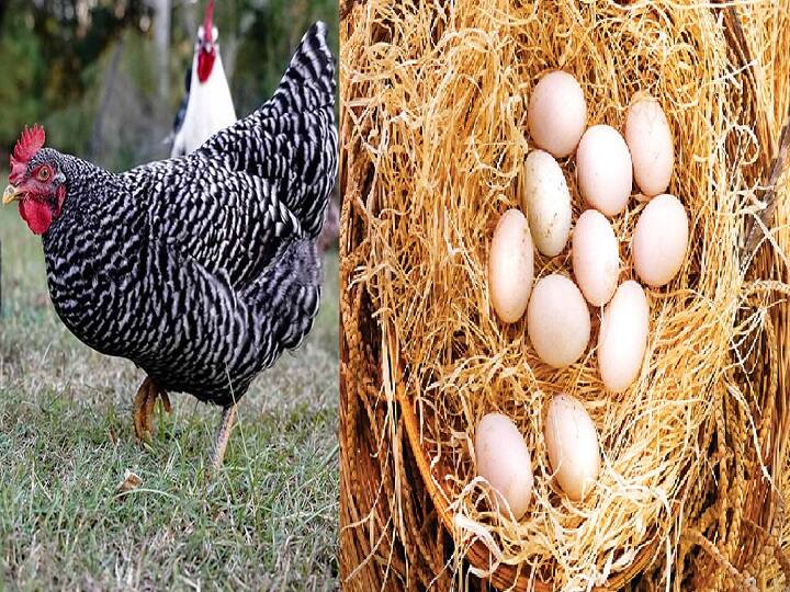 Earn Profitable income by Start Poultry Farm With Plymouth Rock Chicken laying 250 Egg Poultry Farming: 250 अंडे देने वाली ये मुर्गी बना सकती है मालामाल, पोल्ट्री फार्म के जरिये कमा सकते हैं अच्छा पैसा