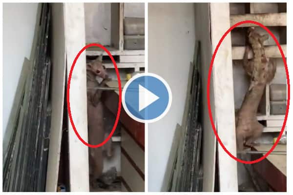 Dog Or Mongoose? Strange Animal Spotted in Bihar’s Muzaffarpur, Video Leaves Internet Guessing Viral Video : வைரல் வீடியோ: அறையில் நுழைந்த விநோத விலங்கு.. நாயா, கீரிப்பிள்ளையா? கன்ப்யூஸ் ஆன மக்கள்!