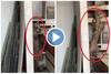 Viral Video : வைரல் வீடியோ: அறையில் நுழைந்த விநோத விலங்கு.. நாயா, கீரிப்பிள்ளையா? கன்ப்யூஸ் ஆன மக்கள்!