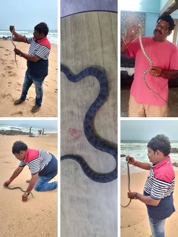 వైజాగ్‌లో రేర్‌ స్నేక్