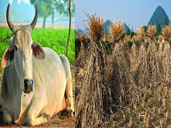 Waste Decomposer: फसल अवशेष प्रबंधन में गाय की मदद लें किसान, कम खर्च में ही निपट जायेगा लाखों का काम Crop Residue Management from cow dung urine will make Organic Compost from Crop waste Waste Decomposer: फसल अवशेष प्रबंधन में गाय की मदद लें किसान, कम खर्च में ही निपट जायेगा लाखों का काम