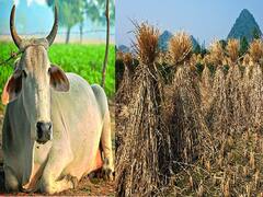फसल अवशेष प्रबंधन में गाय की मदद लें किसान, कम खर्च में ही निपट जायेगा लाखों का काम