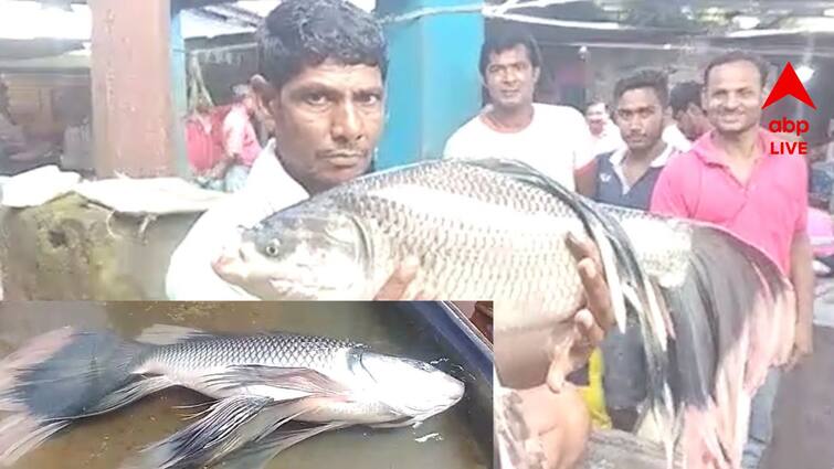 Nadia Special Big Colourful Fin Fish recovered from Ganges Locals excited over seeing in nakashipara রঙিন পাখনাওয়ালা মাছ ! নাকাশিপাড়া বাজারে শোরগোল