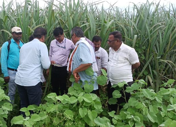 Sugarcane News : जळगाव जिल्ह्यात उसावर पांढऱ्या माशीचा प्रादुर्भाव, ऊस उत्पादक शेतकरी संकटात