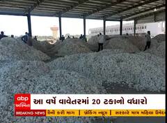ગુજરાતમાં સારા વરસાદને કારણે કપાસનું મબલખ વાવેતર, જુઓ વીડિયો