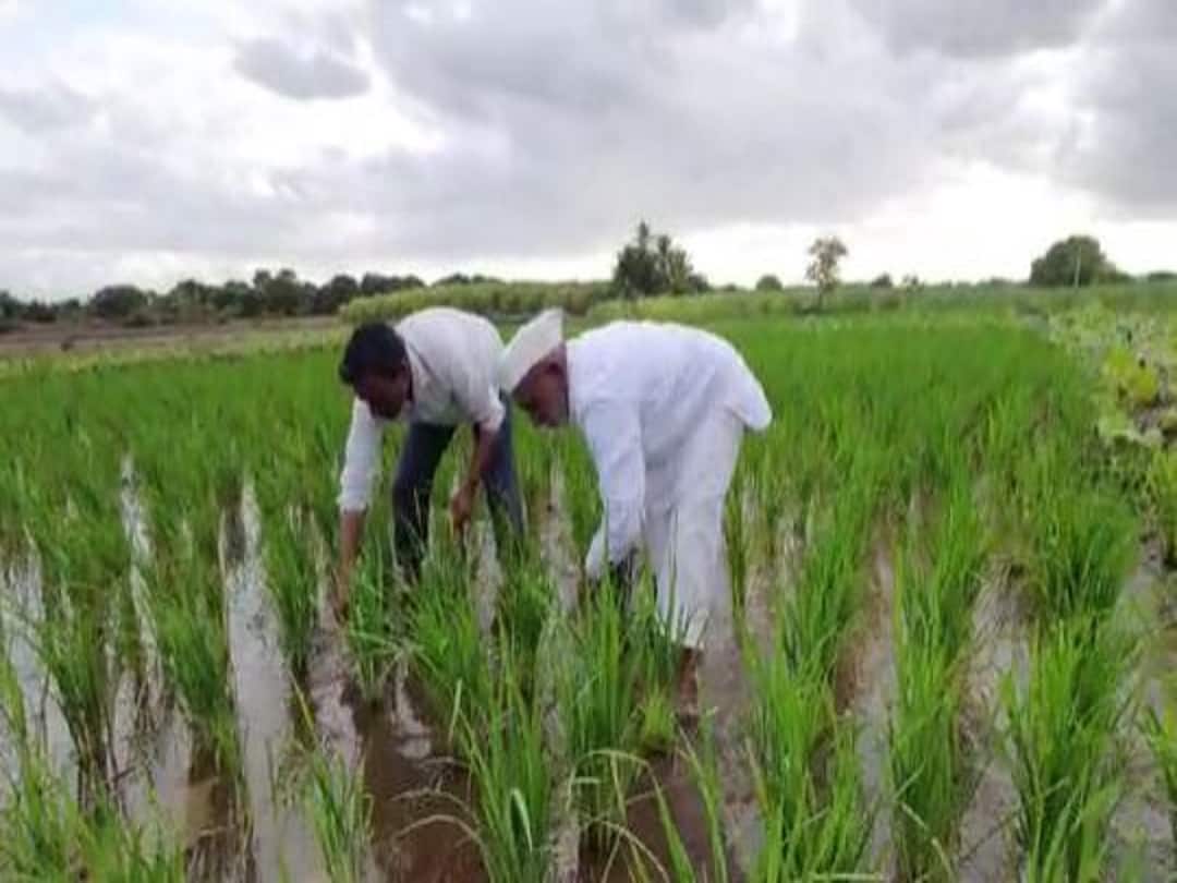 Rice Farming : कमी पावसाच्या भागात यशस्वी भात शेती, दौंड तालुक्यातील शेतकऱ्यांचा प्रयोग Two farmers from Daund taluka successfully experimented with Rice cultivation Rice Farming : कमी पावसाच्या भागात यशस्वी भात शेती, दौंड तालुक्यातील शेतकऱ्यांचा प्रयोग