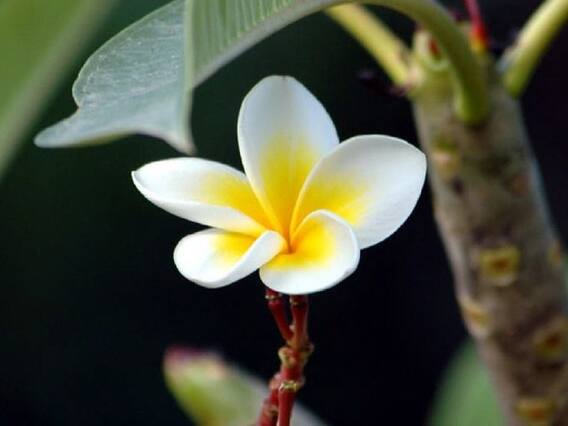 Ganesh Chaturthi 2022: गणेश चतुुर्थी की पूजा में शामिल न करें 5 चीजें, रूठ जाएंगे गणपति