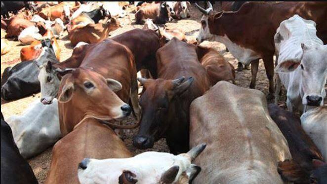 Lumpy skin disease : Medicine Demand Increase 15 to 20 times after outbreak of Lumpy Skin Disease in Cattle, expensive medicine ਪਸ਼ੂਆਂ 'ਚ ਫੈਲੀ ਲੰਪੀ ਸਕਿਨ ਬਿਮਾਰੀ ਮਗਰੋਂ ਦਵਾਈਆਂ ਦੀ ਮੰਗ 15 ਤੋਂ 20 ਗੁਣਾ ਵਧੀ, ਮਹਿੰਗੀ ਹੋਈ ਦਵਾਈ