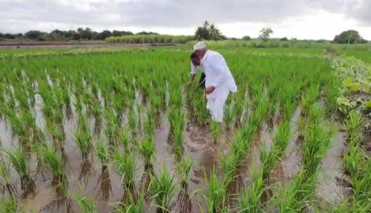 Rice Farming : कमी पावसाच्या भागात यशस्वी भात शेती, दौंड तालुक्यातील शेतकऱ्यांचा प्रयोग