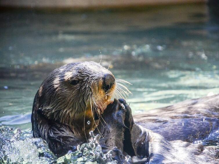 Otters Wandering in Visakhapatnam District DNN Otters in Vizag: ఉమ్మడి విశాఖ జిల్లాలో అరుదైన ఏటి కుక్కల సంచారం !