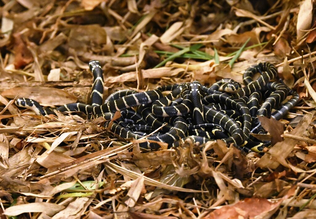 King Cobra Project : ప్రాజెక్టు కింగ్ కోబ్రా సక్సెస్, అనకాపల్లి అడవిలోకి 25 పాము పిల్లలు!