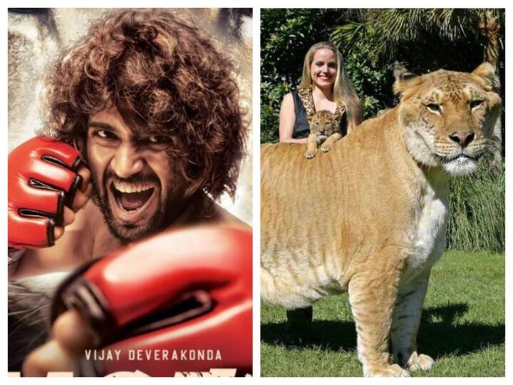 Vijay Deverakonda named this liger for the movie, liger animal facts Liger: ‘లైగర్’ అంటే ఇదే, ఈ అరుదైన జాతి ప్రత్యేకలు తెలిస్తే ఆశ్చర్యపోతారు