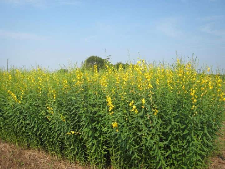 Sanai Green crop farming helps to earn good profit from making green manure & selling yellow flowers Green Manure: सनई की हरी खाद और फूलों को बेचकर होगी लाखों की कमाई, बेहतर उत्पादन के लिये इस तरह करें खेती