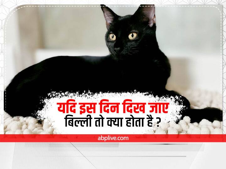 Cat Seeing on Diwali Night is Sign of Money and Lakshmi Blessings know Billi Ke Shubh Ashubh Sanket दिवाली पर दिख जाए बिल्ली तो क्या होता है? जानें बिल्ली के शुभ-अशुभ संकेत