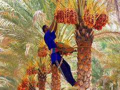 इस ड्राई फ्रूट की खेती के लिए पायें 1.4 लाख तक की सब्सिडी, इस राज्य के किसानों को मिलेगा फायदा