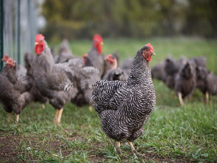 Poultry Farming: 250 अंडे देने वाली ये मुर्गी बना सकती है मालामाल, पोल्ट्री फार्म के जरिये कमा सकते हैं अच्छा पैसा