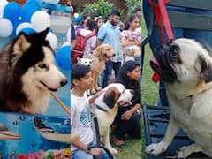 In Pics: जोधपुर में International Dog Day पर कुत्तों के लिए पूल पार्टी का आयोजन, केक भी कटा