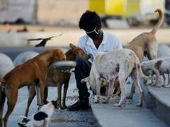 தெரு நாயை காப்பாற்ற சென்ற நபருக்கு நேர்ந்த பரிதாபம் - டெல்லியில் சோகம்!