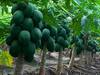 Papaya Farming: ये बीमारी लगने पर टूटकर गिर जाता है पपीते का पेड़, लक्षण दिखने पर शुरू कर दें बचाव के उपाय