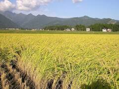 आंधी या बारिश से झुक गई है धान की फसल, इस तरह दोबारा पहले जैसी हो जायेगी