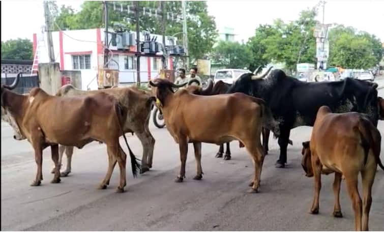 Government fixed responsibility for deaths caused by stray cattle Ahmedabad: રખડતા ઢોરને લઈને આવ્યા મોટા સમાચાર, જો હવે કોઈ વ્યક્તિનું મૃત્યુ થશે તો આ લોકો હશે જવાબદાર