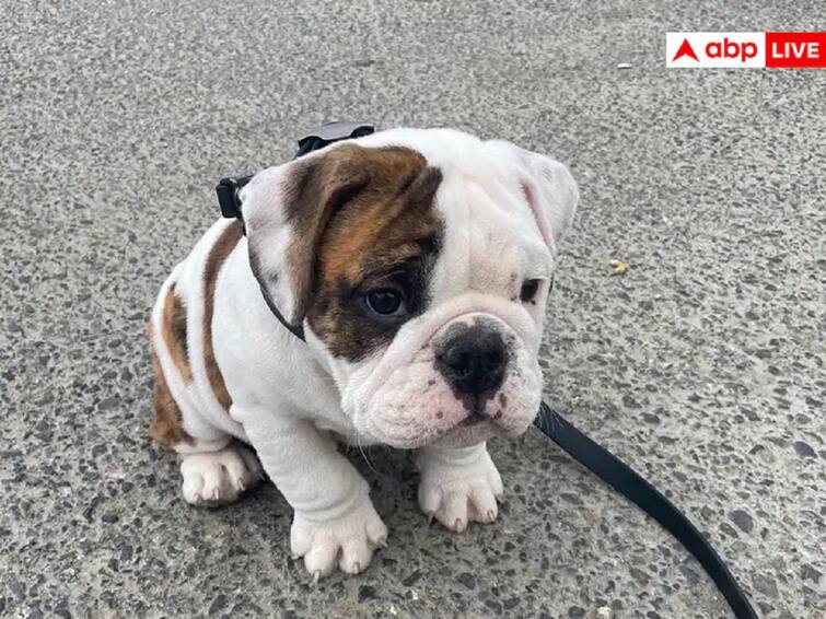 Viral Bulldog Taking Walk First Time And After Getting Tired Took A Nap Funny Viral Pictures On Socail Media Viral: પહેલી વાર બહાર નીકળેલા  Bulldogની આવી હાલત જોઈ આપ પણ હસી પડશો