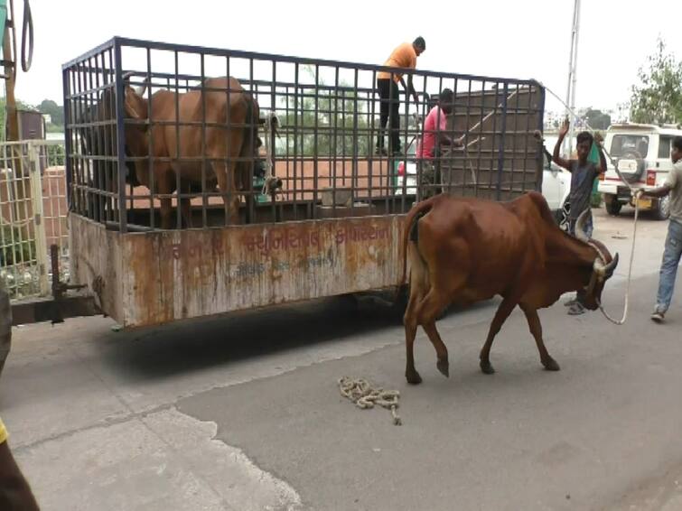 Jamnagar Municipal Corporation caught only 58 cattle in 24 days JAMNAGAR : મનપાનું ઢોર પકડવાનું નાટક, 24 દિવસમાં માત્ર 58 પશુઓ પકડ્યાં