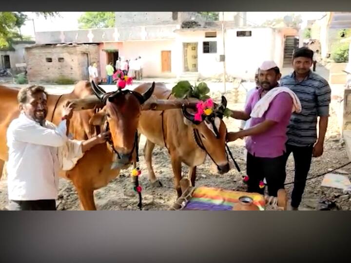 आज हिंगोली जिल्ह्यातही हा बैल पोळा साजरा करण्यात आला. या निमित्ताने प्रत्येक गावात शेतकरी बांधवांनी स्वतःच्या बैलांसोबत हा सण साजरा केला. गावातील देवी देवतेला शेतकऱ्यांनी बैलांबरोबर प्रदक्षिणा घालून पुढील वर्षी शेतात चांगले उत्पन्न निघू देत अशी प्रार्थना केली. बैलांना साजशृंगार करून हा बैलपोळा साजरा करण्यात आला.
