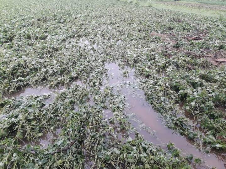 Madhya Pradesh Farmers crops ruined due to heavy rains Agriculture Minister said compensation given ANN MP News: एमपी के इन जिलों में बाढ़ ने मचाई भारी तबाही, किसानों की फसल बर्बाद, मुआवजे पर कृषि मंत्री का बड़ा बयान