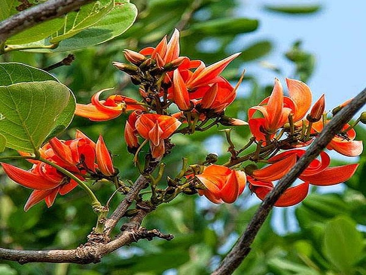 Palash Flower: होली के रंग ही नहीं! औषधी भी हैं टेसू के फूल, इस तरह बढायेंगे किसानों की आमदनी