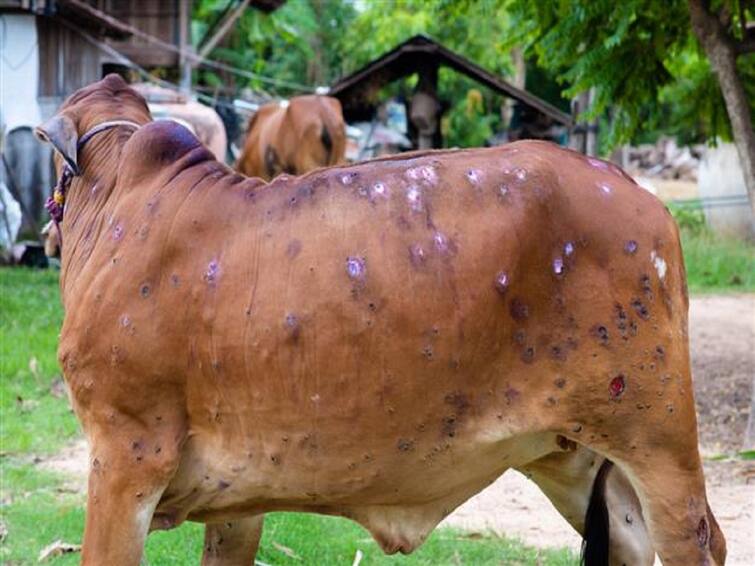 What is Lumpy Skin disease? Can it infect humans? All about LSD affecting cattle across India LSD : கால்நடைகளை தாக்கும் லம்பி ஸ்கின் (LSD) நோய்.. எப்படி பரவும்? இது மனிதர்களை பாதிக்குமா?